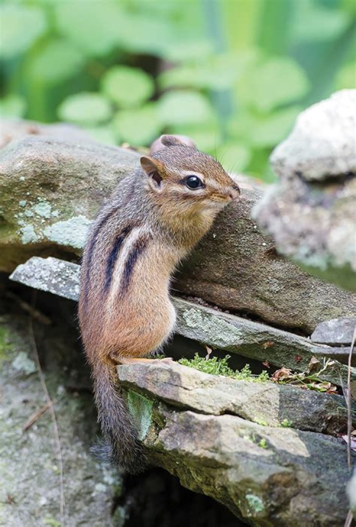 Can a chipmunk climb a brick wall?