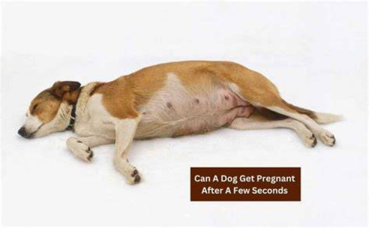 Can a dog get pregnant after a few seconds?