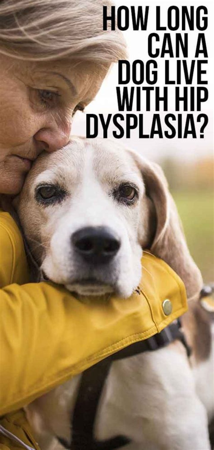 Can a dog live a normal life with hip dysplasia?