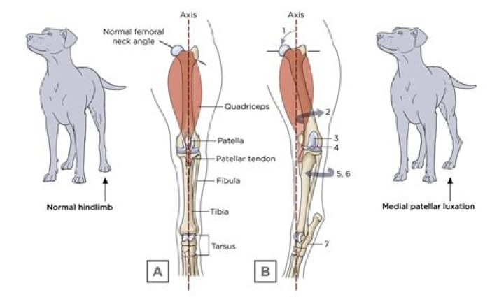 Can a dog live with patellar luxation?