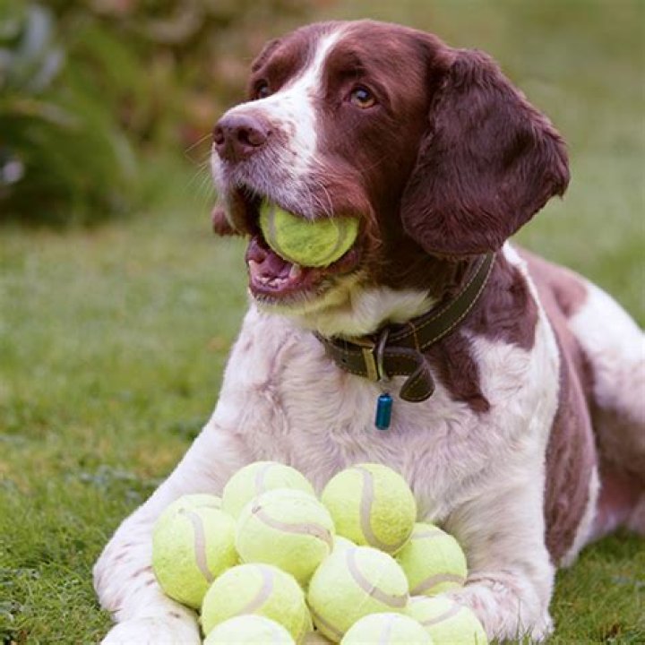 Can a dog swallow a ball?