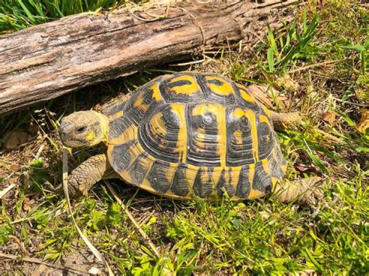 Can a Hermann tortoise swim?
