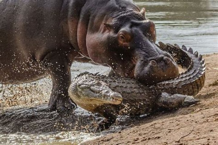 Can a hippo kill a crocodile?