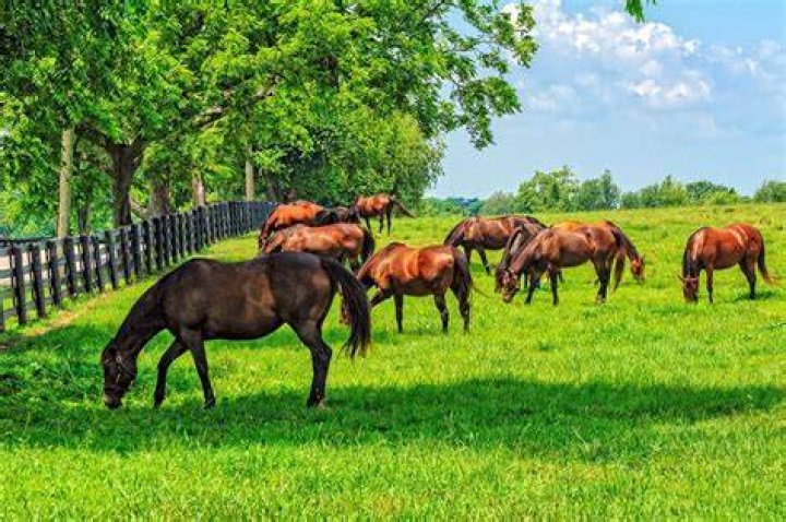 Can a horse live on pasture alone?