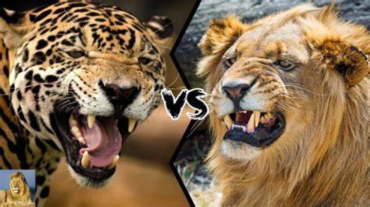 Can a jaguar beat a lion?