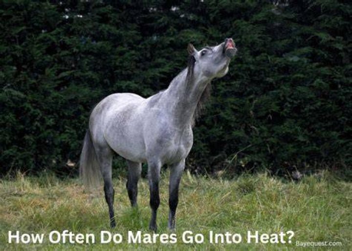 Can a mare go into heat in the winter?