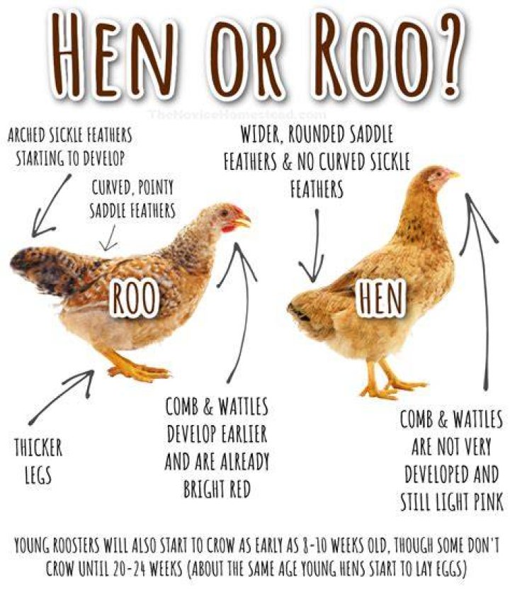 Can a rooster keep hens from laying?