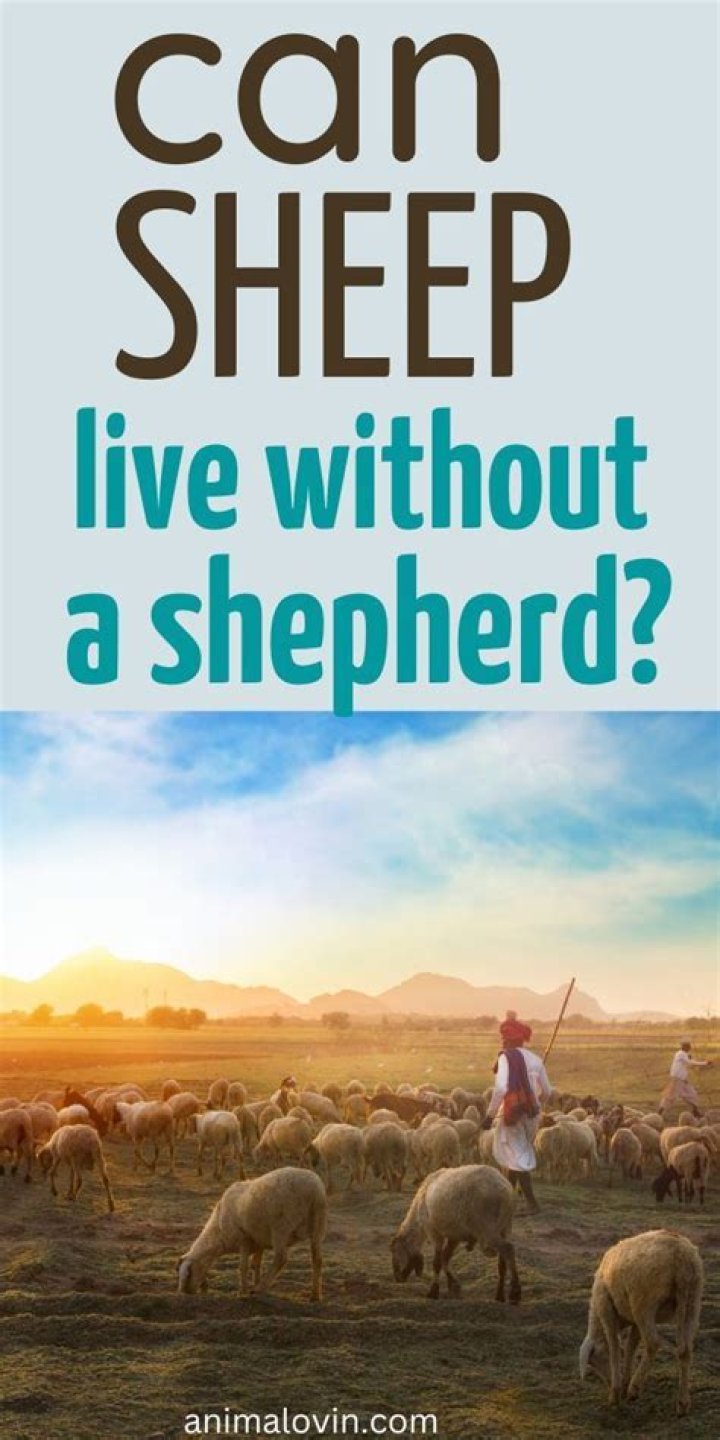 Can a sheep live without a shepherd?