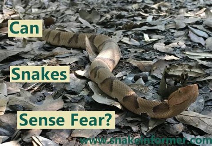 Can a snake sense fear?