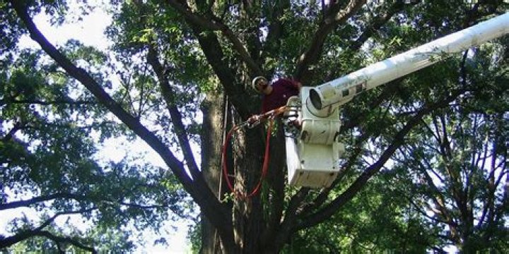 Can a tree with a cracked trunk be saved?