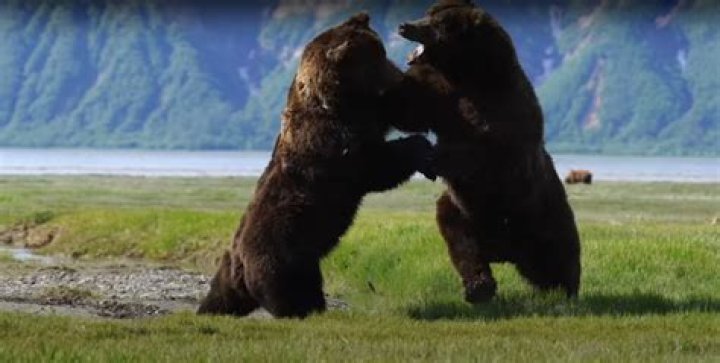 Can a woman win a fight with a man?