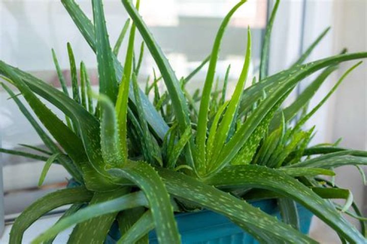 Can aloe vera be left in hair for a week?