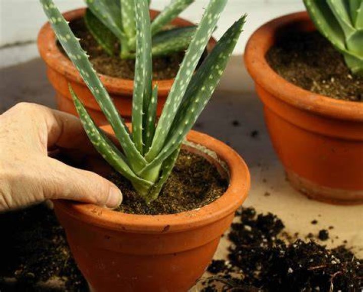 Can aloe vera grow in regular potting soil?