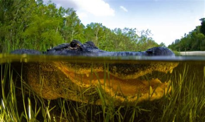 Can an alligator bite you underwater?