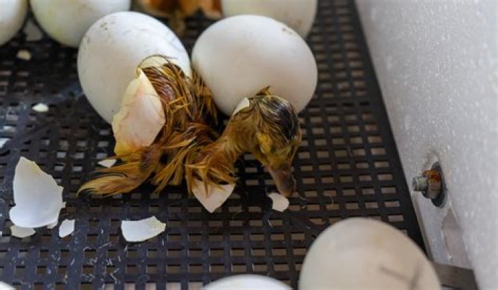Can an egg still hatch if its cracked?