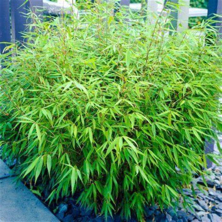 Can bamboo stay outside?