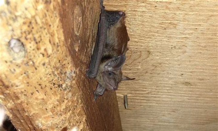Can bat poop in attic make you sick?