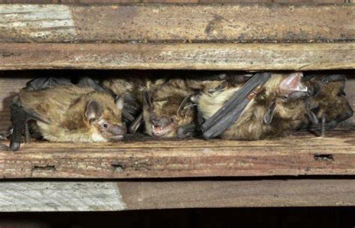 Can bats damage your attic?
