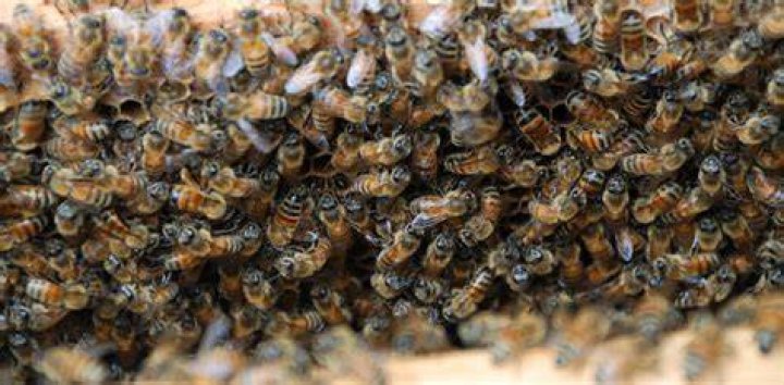 Can bees sting other bees?