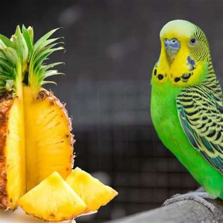 Can birds eat pineapple?