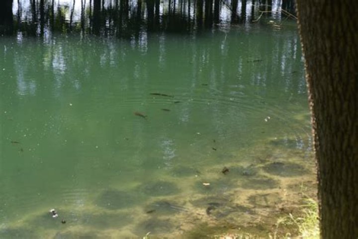Can bluegill reproduce in ponds?