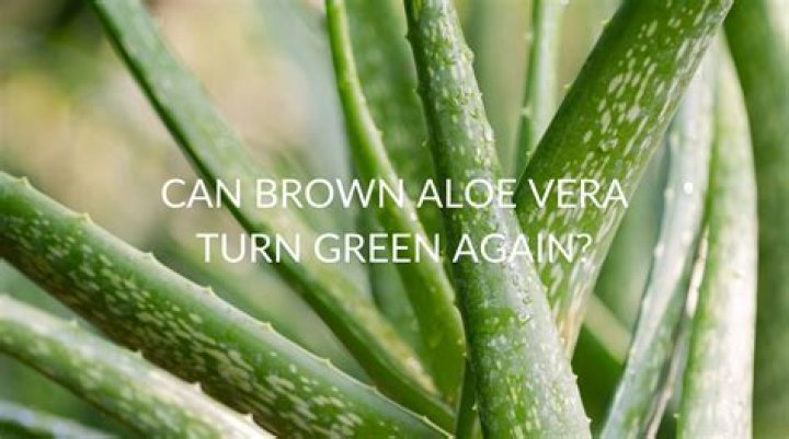 Can Brown aloe turn green again?