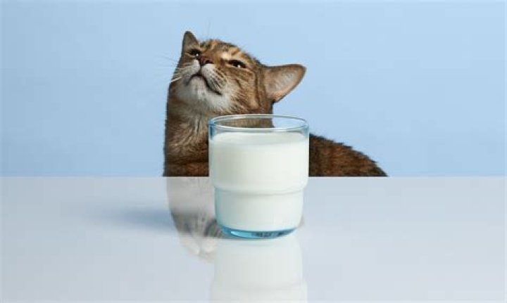 Can cats drink milk?