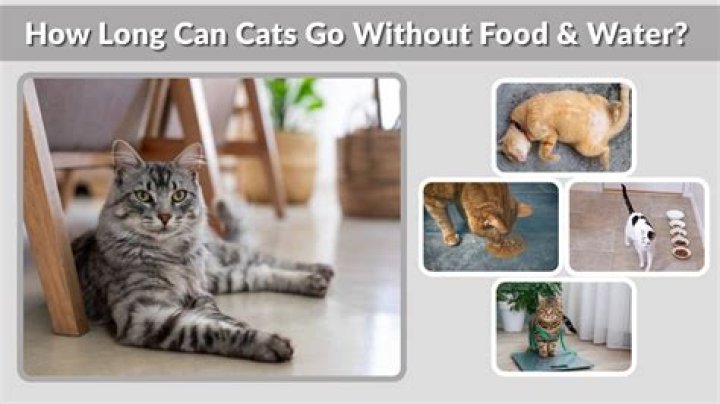 Can cats go 8 hours without water?