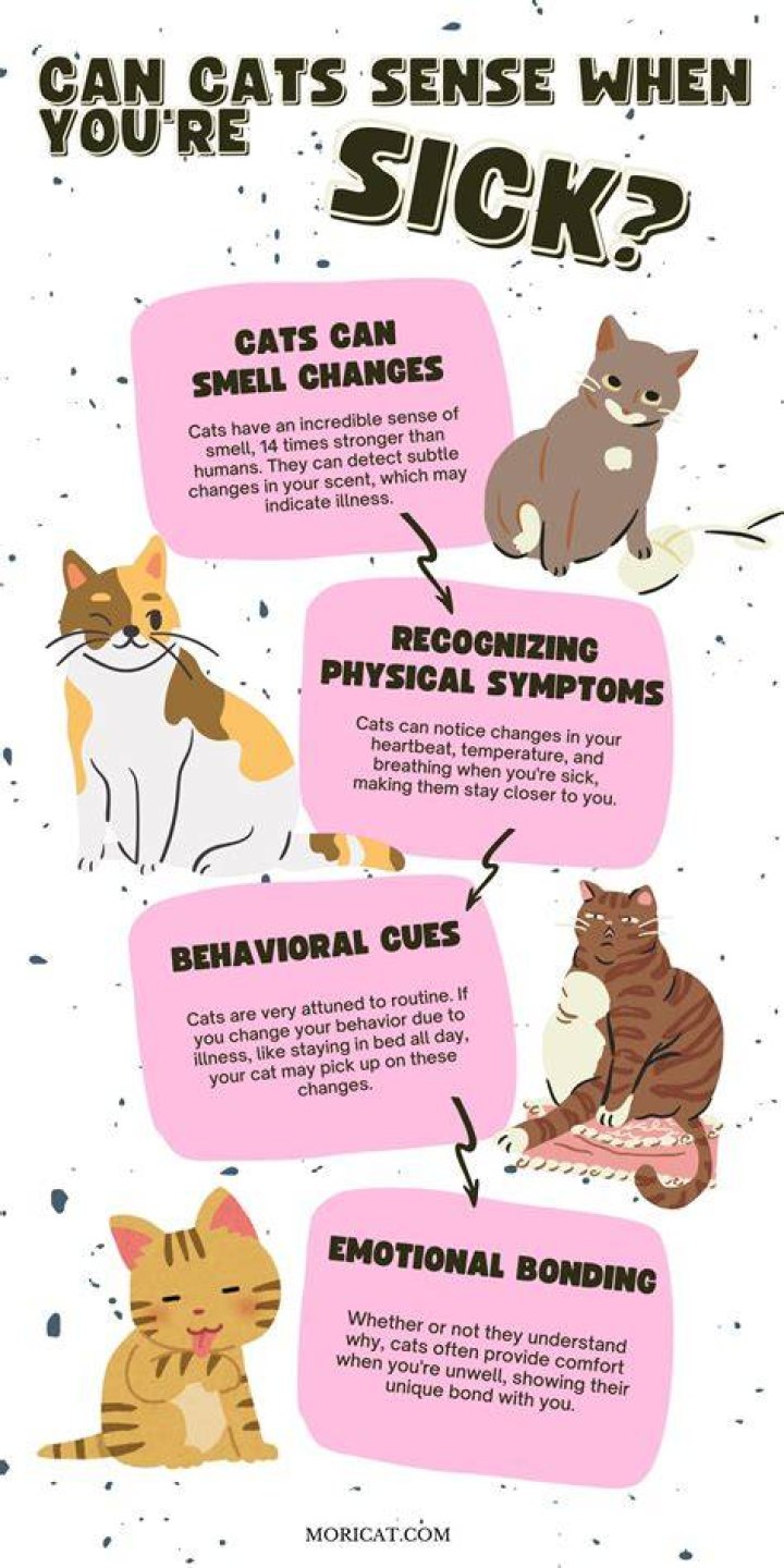 Can cats sense when you're sick?