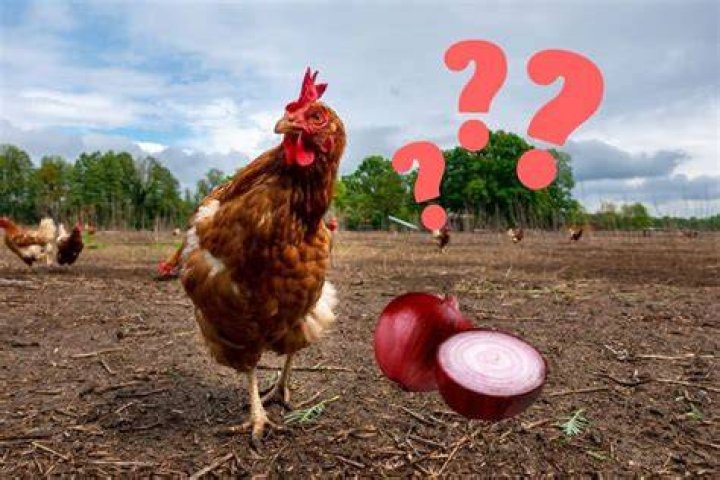 Can chickens eat onions?