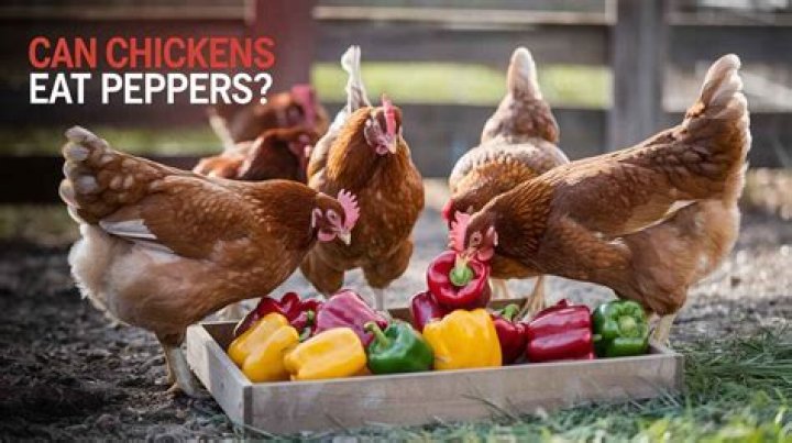 Can chickens eat peppers?
