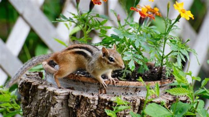 Can chipmunks destroy Foundation?