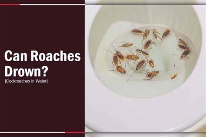 Can cockroaches drown?