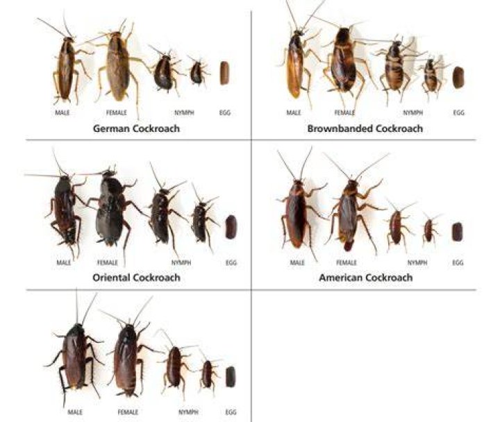 Can cockroaches go up your nose?
