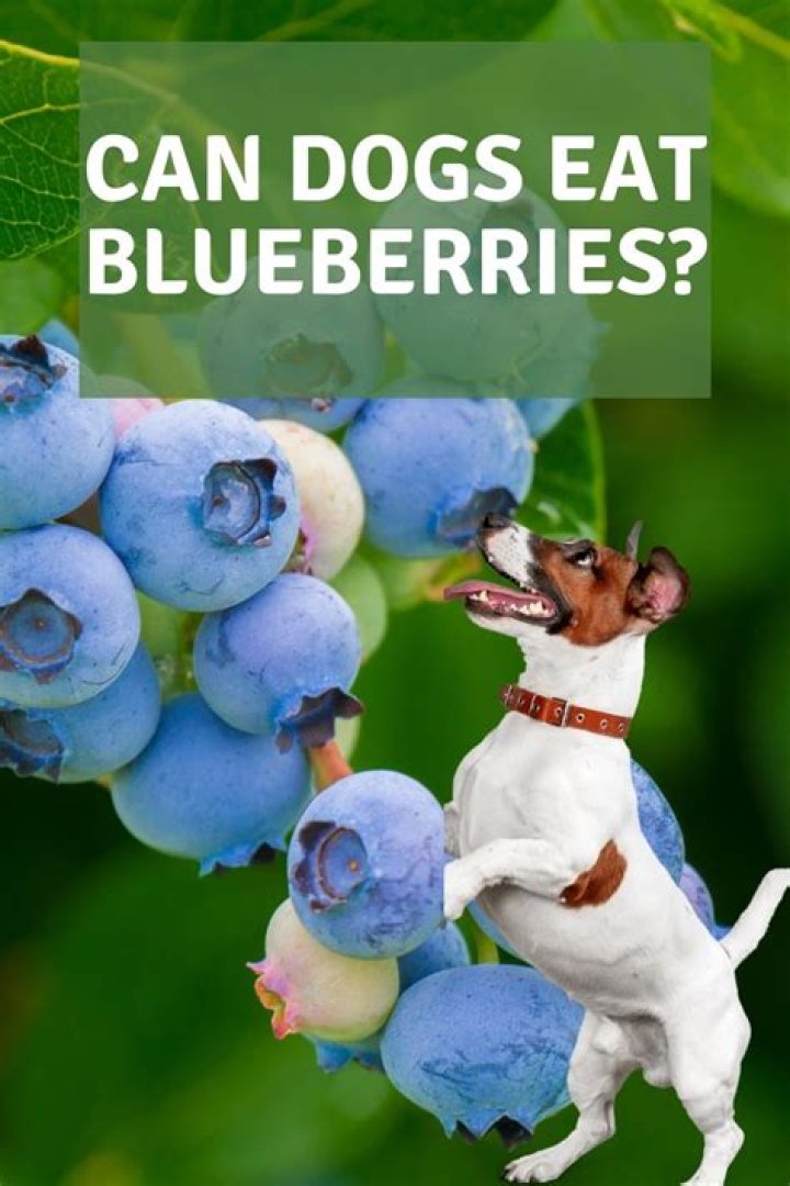 Can dogs eat blueberries?