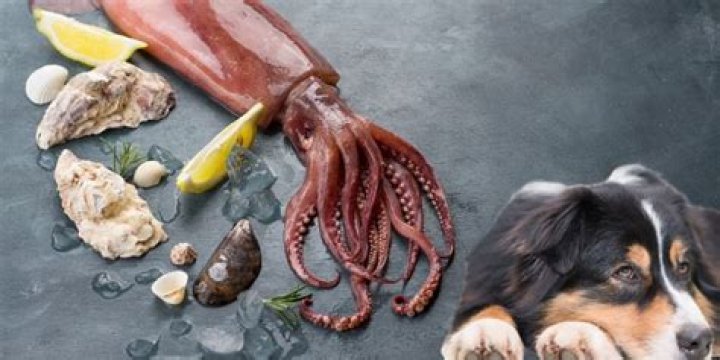 Can dogs eat squid?