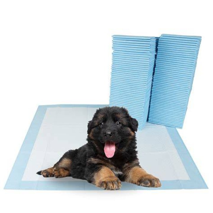 Can dogs pee in diapers?