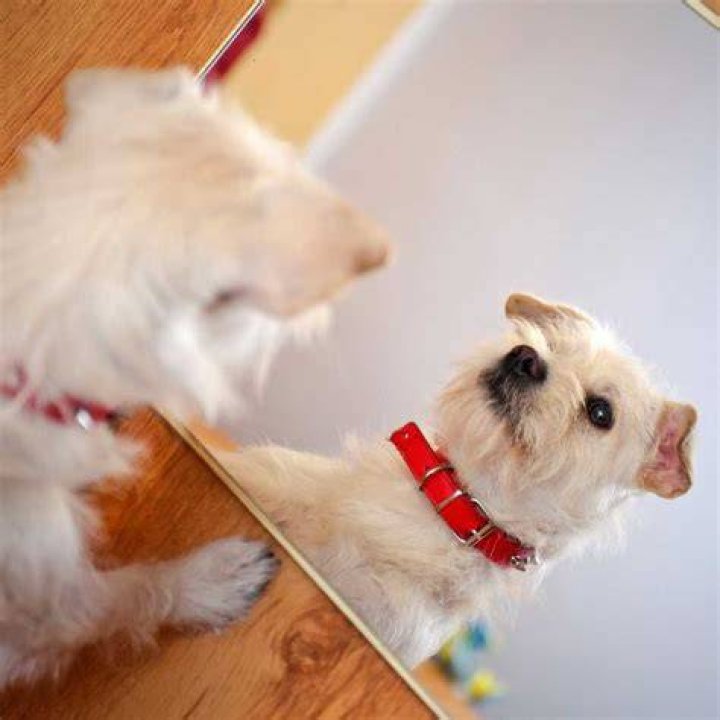 Can dogs see themselves in a mirror?