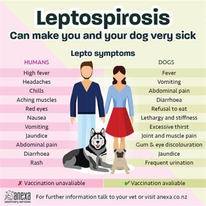 Can dogs spread leptospirosis?