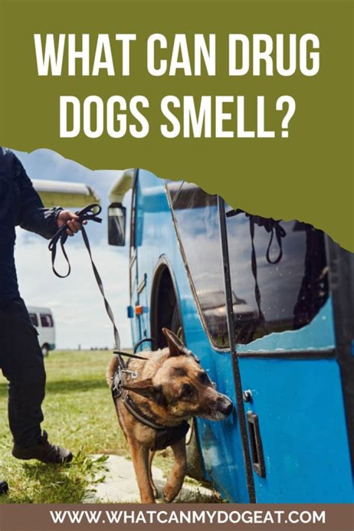 Can drug dogs smell Viagra?