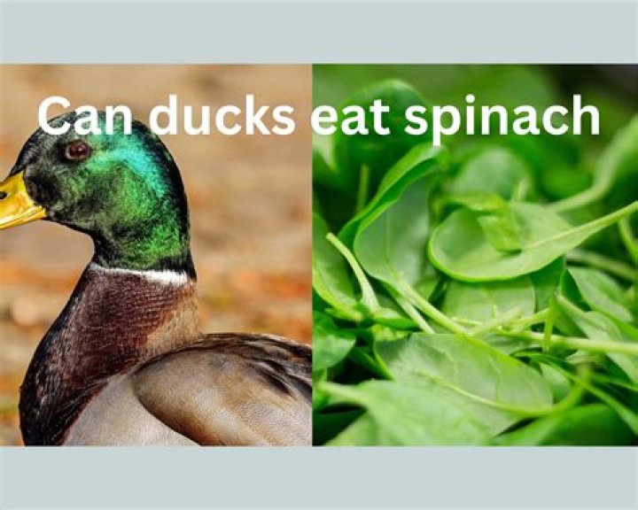 Can ducks eat spinach?
