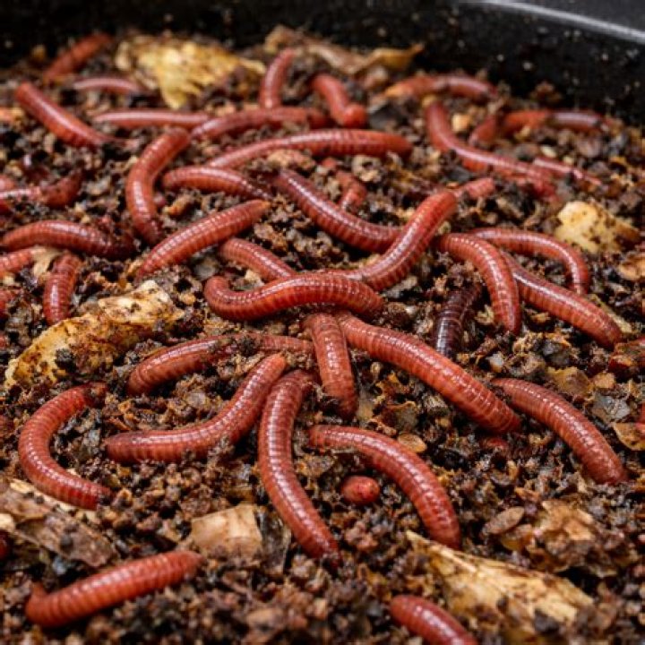 Can eggs give you worms?