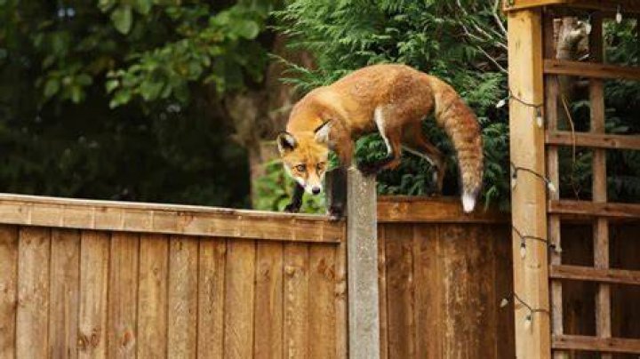 Can foxes climb 6 ft fences?