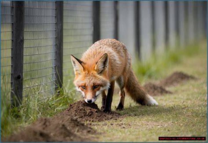 Can foxes dig under fences?