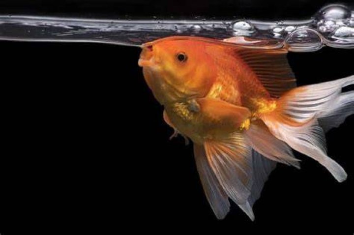 Can gold fish drown?