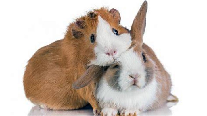 Can guinea pig see me?