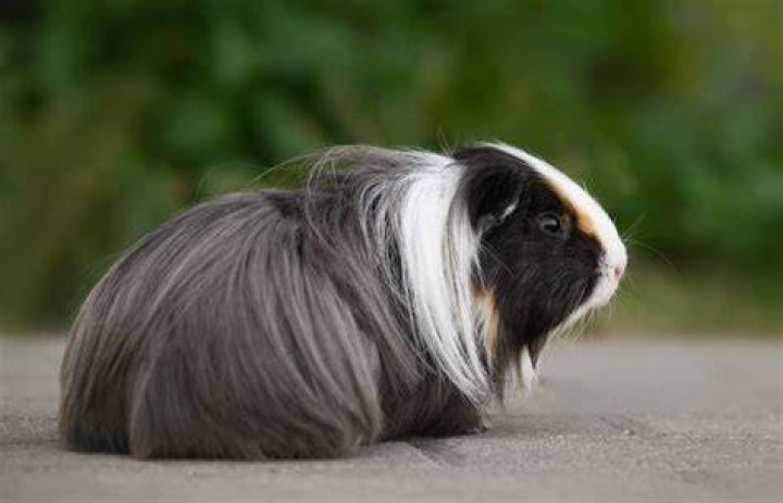 Can guinea pigs see in dark?