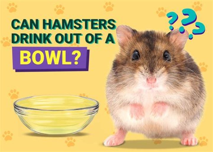 Can hamsters drink out of a bowl?