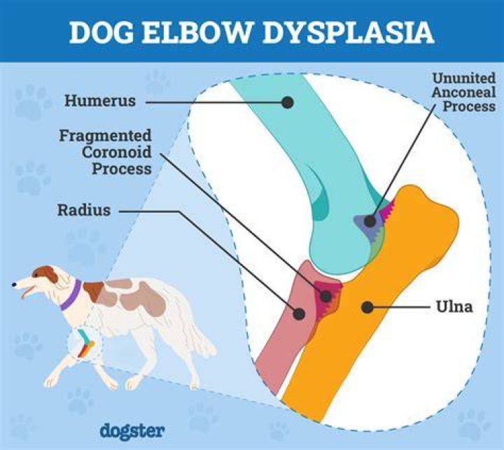Can hip dysplasia get better in dogs?