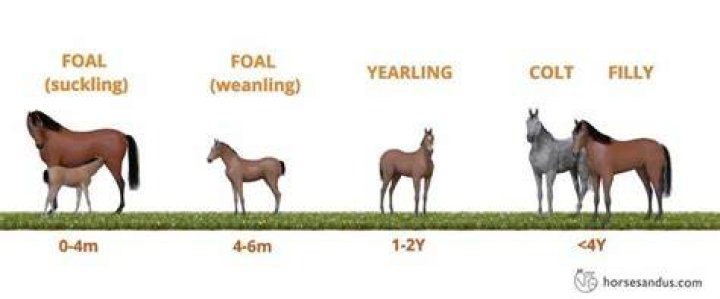Can horses live up to 50 years?